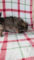 Harley , a male Shiranian for sale in Shipshewana, IN – 7 of 10
