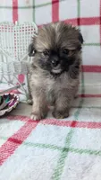 Harley , a male Shiranian for sale in Shipshewana, IN – 3 of 10