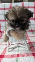 Harley , a male Shiranian for sale in Shipshewana, IN – 4 of 10