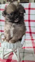 Harley , a male Shiranian for sale in Shipshewana, IN – 9 of 10