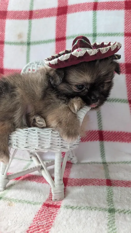 Harley  – Shiranian puppy for sale in Shipshewana, IN