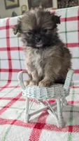 Harley , a male Shiranian for sale in Shipshewana, IN – 6 of 10