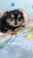 Royal , a male Pomeranian for sale in Shipshewana, IN – 5 of 10
