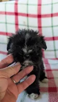 Luster, a male Maltipom for sale in Shipshewana, IN – 8 of 10
