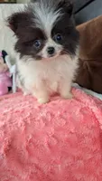 Lasso, a male Pomeranian for sale in Shipshewana, IN – 9 of 10