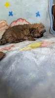 Luke , a male Pomapoo for sale in Shipshewana, IN – 9 of 10
