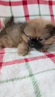 Mike , a male Shiranian for sale in Shipshewana, IN – 5 of 10