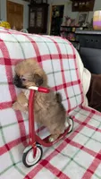 Mike , a male Shiranian for sale in Shipshewana, IN – 4 of 10
