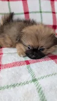Mike , a male Shiranian for sale in Shipshewana, IN – 7 of 10