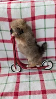 Mike , a male Shiranian for sale in Shipshewana, IN – 9 of 10