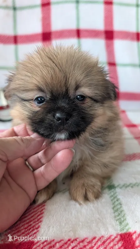 Mike  – Shiranian puppy for sale in Shipshewana, IN