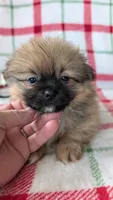 Mike , a male Shiranian for sale in Shipshewana, IN – 1 of 10