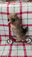 Mike , a male Shiranian for sale in Shipshewana, IN – 8 of 10