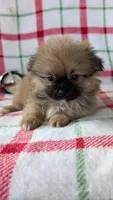 Mike , a male Shiranian for sale in Shipshewana, IN – 6 of 10