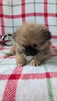 Mike , a male Shiranian for sale in Shipshewana, IN – 3 of 10