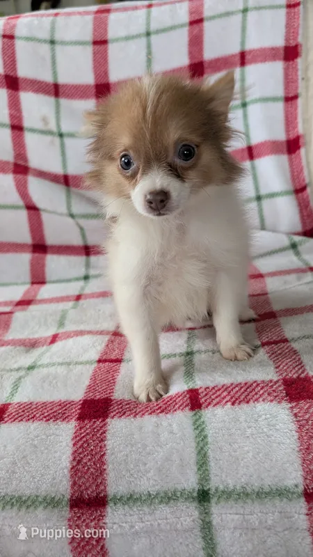 Max – Pomeranian puppy for sale in Shipshewana, IN