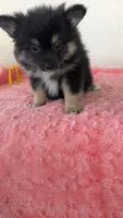 Bo- bo, a female Pomeranian for sale in Shipshewana, IN – 4 of 10