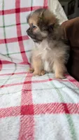 Joann, a female Pomapoo for sale in Shipshewana, IN – 2 of 10