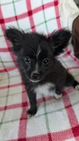 Lucy , a female Pomeranian for sale in Shipshewana, IN – 5 of 10
