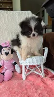 Lasso, a male Pomeranian for sale in Shipshewana, IN – 5 of 10