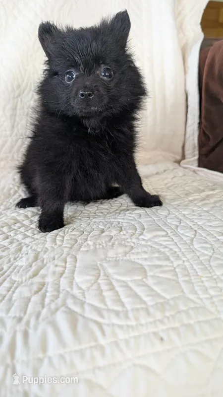 Haillie – Pomeranian puppy for sale in Shipshewana, IN