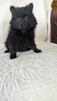 Haillie, a female Pomeranian for sale in Shipshewana, IN – 1 of 10