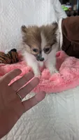 Buttercup , a female Pomeranian for sale in Shipshewana, IN – 2 of 8