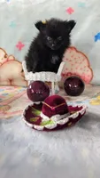 Barry , a male Pomeranian for sale in Shipshewana, IN – 10 of 10
