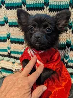 Mazie, a female Pomeranian for sale in Shipshewana, IN – Photo 9 of 10