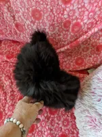 Mazie, a female Pomeranian for sale in Shipshewana, IN – Photo 2 of 10