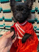 Mazie, a female Pomeranian for sale in Shipshewana, IN – Photo 10 of 10