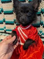 Mazie, a female Pomeranian for sale in Shipshewana, IN – Photo 8 of 10