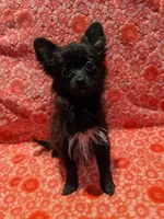 Mazie, a female Pomeranian for sale in Shipshewana, IN – Photo 7 of 10