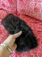 Mazie, a female Pomeranian for sale in Shipshewana, IN – Photo 4 of 10