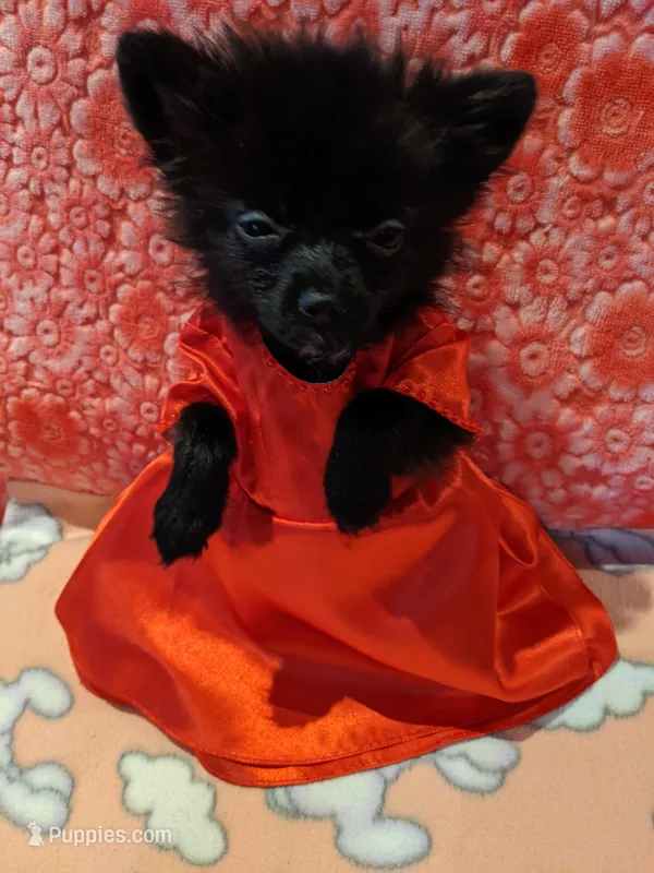 Mazie, a female Pomeranian for sale in Shipshewana, IN – Photo 1 of 10