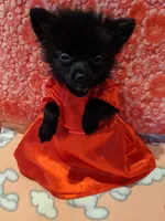 Mazie, a female Pomeranian for sale in Shipshewana, IN – Photo 1 of 10