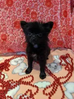 Mazie, a female Pomeranian for sale in Shipshewana, IN – Photo 3 of 10