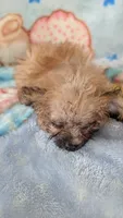 Joyce , a female Pomapoo for sale in Shipshewana, IN – 3 of 7