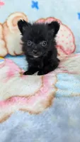 Dinah, a female Pomeranian for sale in Shipshewana, IN – 1 of 10