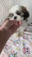 Jax, a male Shih Tzu for sale in Shipshewana, IN – 3 of 10