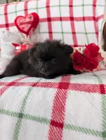 Lincoln , a male Pomeranian for sale in Shipshewana, IN – Photo 7 of 10