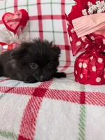 Lincoln , a male Pomeranian for sale in Shipshewana, IN – Photo 3 of 10