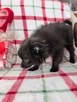 Lincoln , a male Pomeranian for sale in Shipshewana, IN – Photo 10 of 10