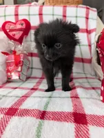 Lincoln , a male Pomeranian for sale in Shipshewana, IN – Photo 2 of 10