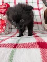 Lincoln , a male Pomeranian for sale in Shipshewana, IN – Photo 1 of 10