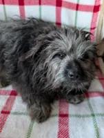 Roger, a male Maltipom for sale in Shipshewana, IN – Photo 2 of 10