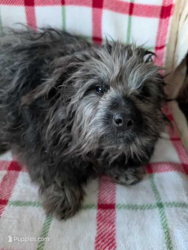 Roger, a male Maltipom for sale in Shipshewana, IN – Photo 1 of 10