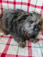 Roger, a male Maltipom for sale in Shipshewana, IN – Photo 4 of 10
