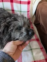 Roger, a male Maltipom for sale in Shipshewana, IN – Photo 10 of 10