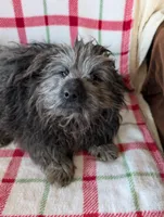 Roger, a male Maltipom for sale in Shipshewana, IN – Photo 3 of 10